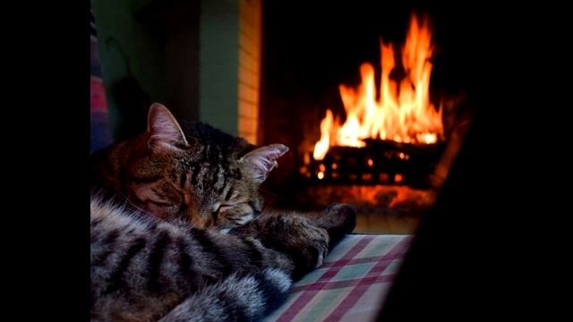 Relax with Purring Cat and Crackling Fireplace 4K 🔥 Sleep in Cozy Winter Ambience смотреть онлайн