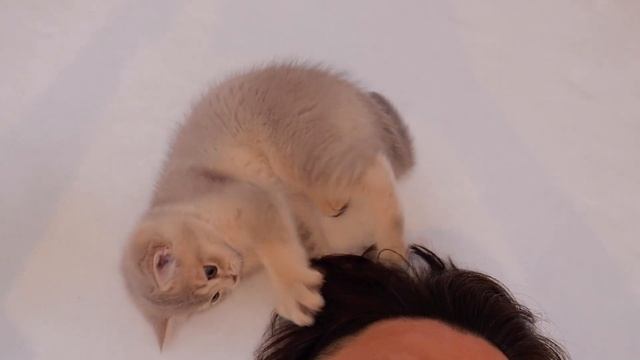 The kitten that suddenly ran out of battery was so defenseless and cute... смотреть онлайн