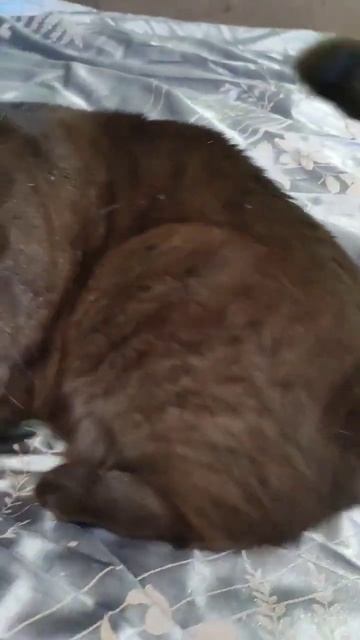 СТИЛЬНО✨МОДНО🔥МОЛОДЁЖНО😎#мода #стиль #животные #юмор #кошка #очки #cat #слоник смотреть онлайн