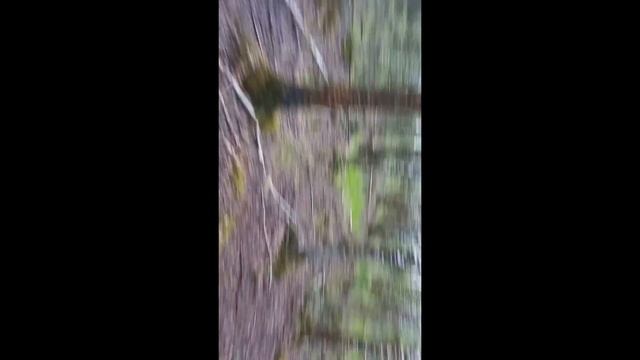Спасайтесь в лесу они говорили. Ну-ну... смотреть онлайн