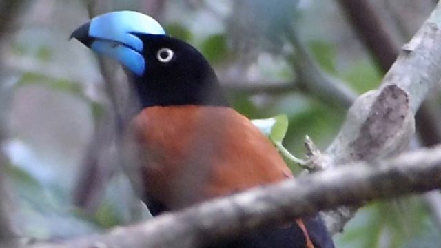Helmet Vanga, Marojejy NP, Madagascar, Nov 2015 смотреть онлайн