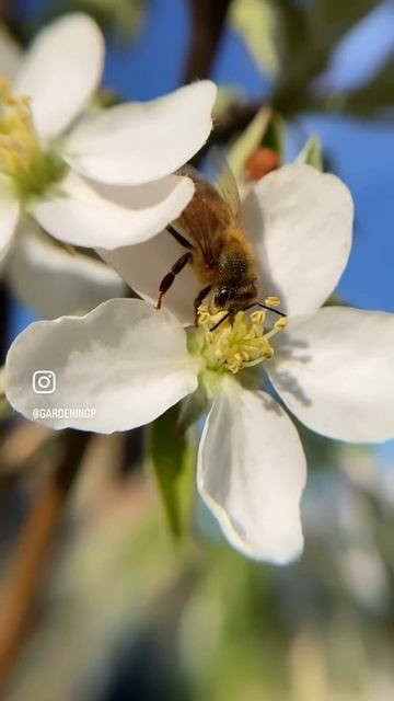 Pollinators are just amazing! смотреть онлайн