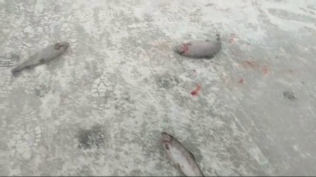 WhatsApp Video 2025-02-08 at 10.01.40 смотреть онлайн