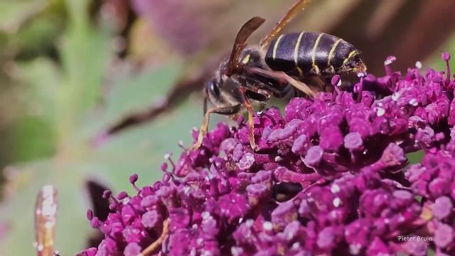 Wasps on Korean angelica смотреть онлайн