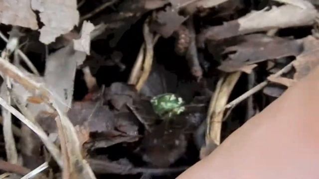 シロテンハナムグリ/Protaetia orientalis 09_220814_ガイコツ山 смотреть онлайн