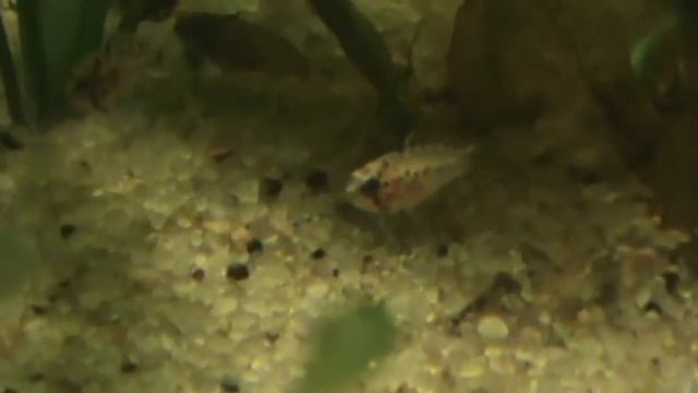 Apistogramma vielfleck смотреть онлайн