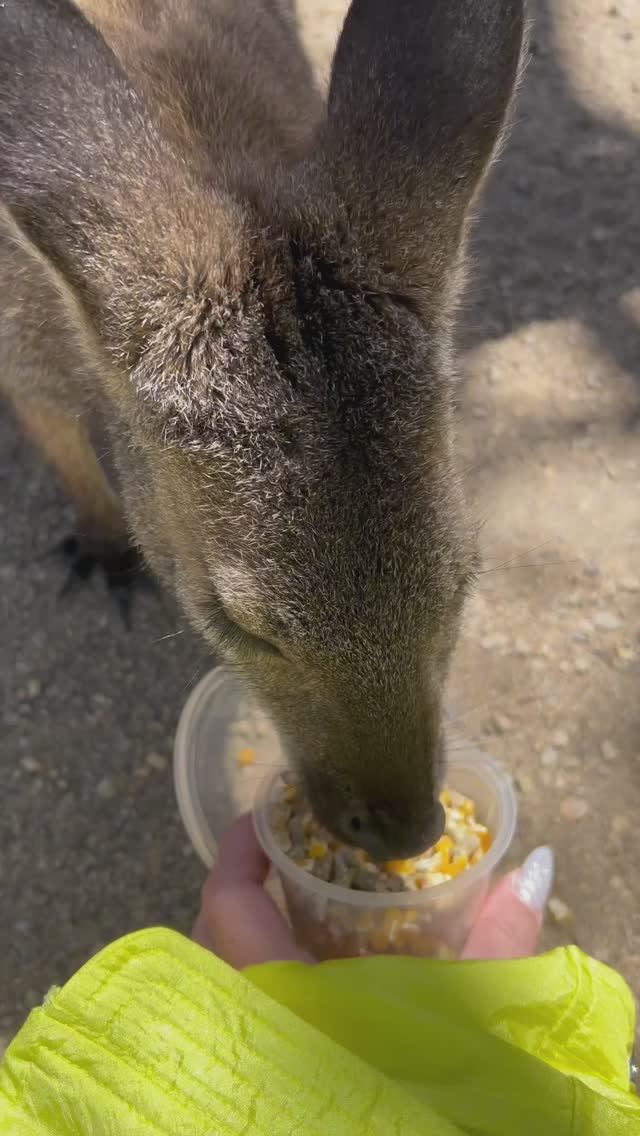 Где в Австралии можно покормить кенгуру смотреть онлайн