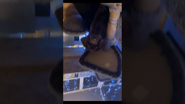 #щенки #щенкилабрадор #лабрадор 50 дней