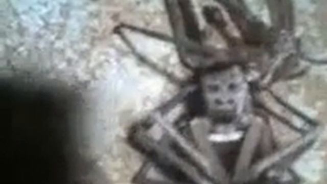 Spider having Human Face.mp4 смотреть онлайн