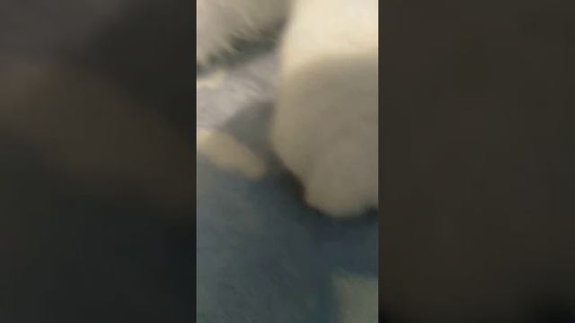 Показываю моего кота часть 1 смотреть онлайн