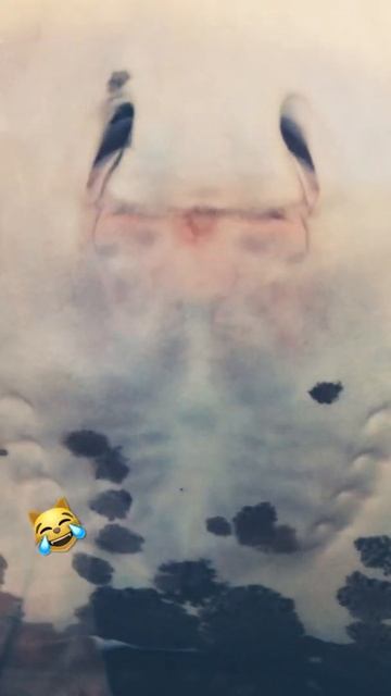 Сумасшедший скат😹 смотреть онлайн