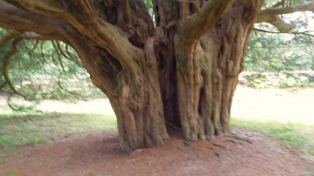 The Eternal Yew смотреть онлайн