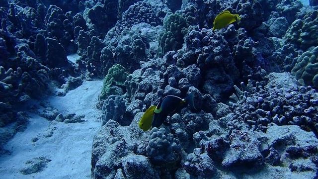 surgeon fish gazing with yellow tang смотреть онлайн