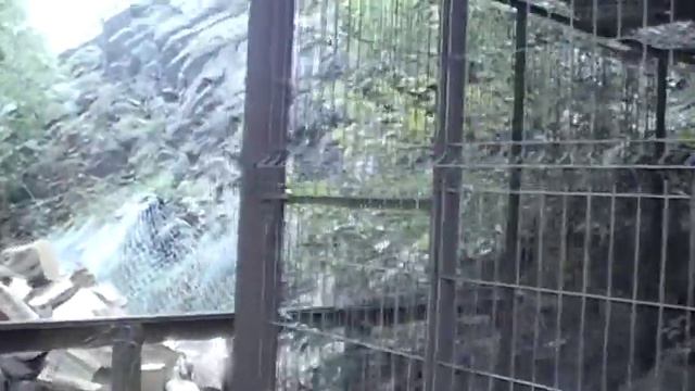 Волк смотреть онлайн