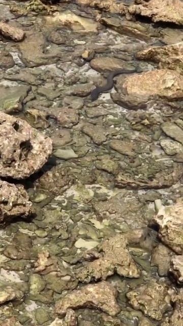 കടൽ പാമ്പ് #shorts #shortsvideo #seasnakes #malidives смотреть онлайн