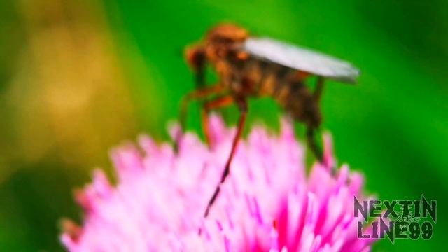 Empis livida - Dagger fly, feasting on nectar. смотреть онлайн