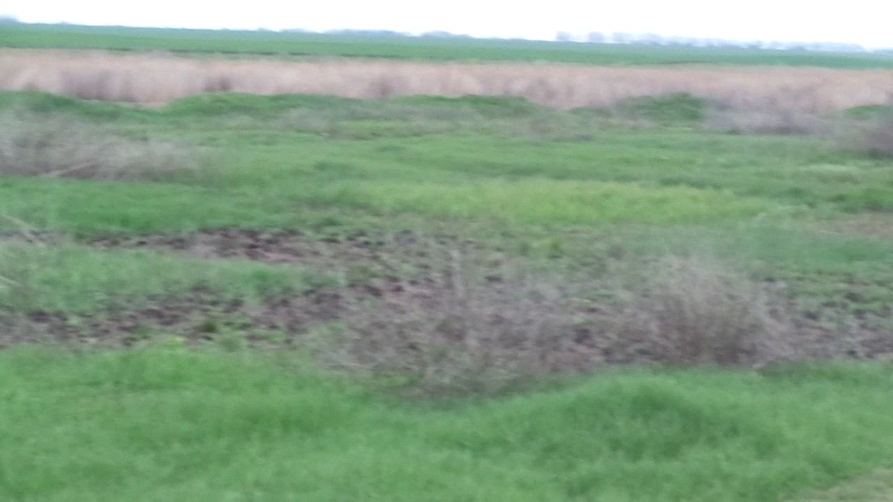 ката СК "БУДО" техника каратэ смотреть онлайн