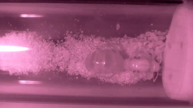 COCDESHIJIE-Myrmecocystus mexicanus live stream 24/7 смотреть онлайн