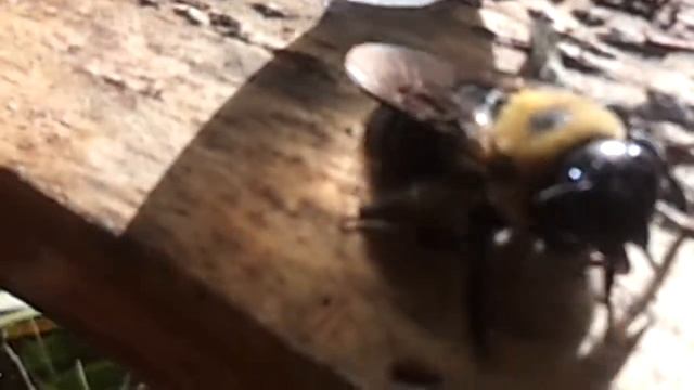 GIANT Bee Shows Strange Activity смотреть онлайн