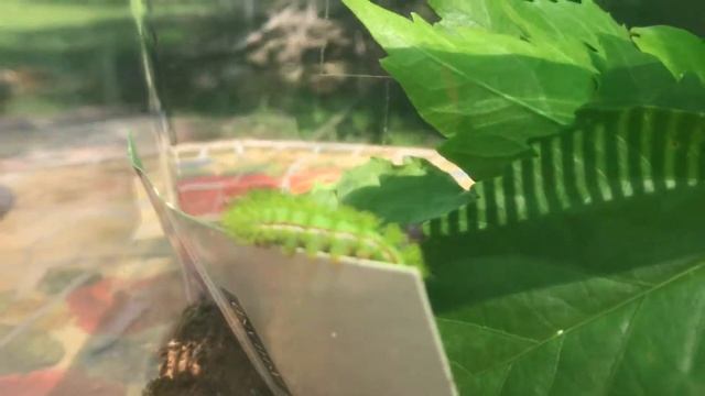 Automeris io смотреть онлайн