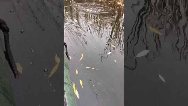 Ловля щуки на кружки смотреть онлайн
