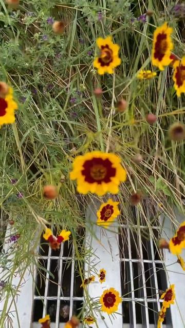 FLOWERS FOR BELLA POARCH #shorts смотреть онлайн