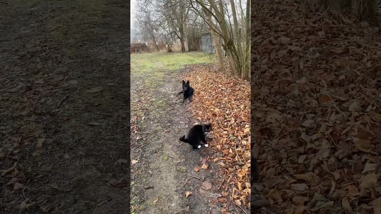 Немецкая овчарка Ральф 4 месяца с Котом Марсиком смотреть онлайн