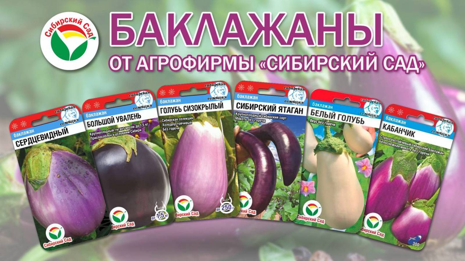 Баклажаны от агрофирмы "Сибирский сад" смотреть онлайн