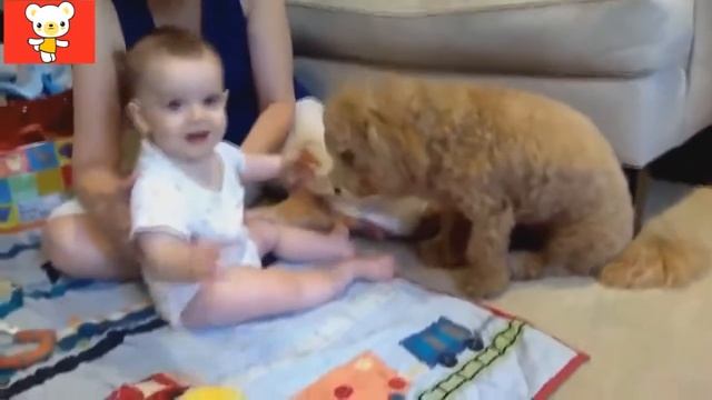 смешные ролики про детей и животных смотреть онлайн