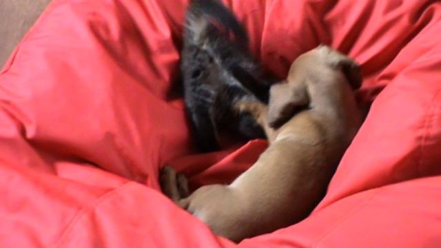 Нюша и Петрович смотреть онлайн