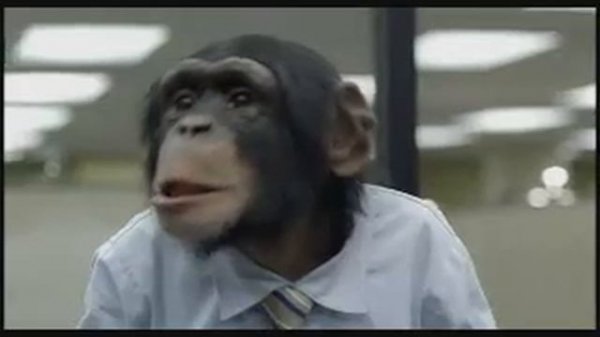 Monkey office