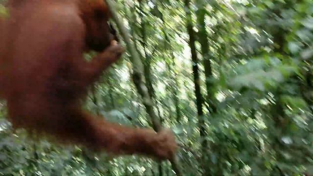 Orangutan Feeding смотреть онлайн