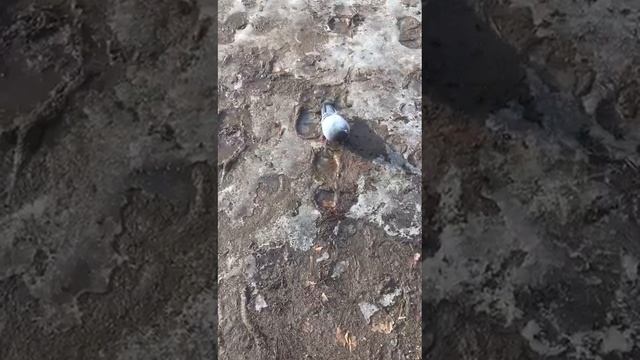Голубь пьёт водичку смотреть онлайн