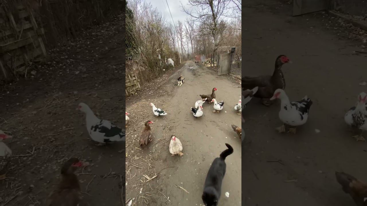 Выдержка с Утиками/ВеО Аска 1 год #собака #дрессировка смотреть онлайн