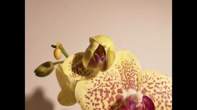 Yellow orchid смотреть онлайн