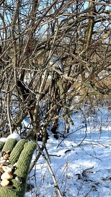 Yes or No? Give it a Go? @littlebirdsinthewoods #shorts #birds #handfeedingbirds #forest #doyouknow смотреть онлайн