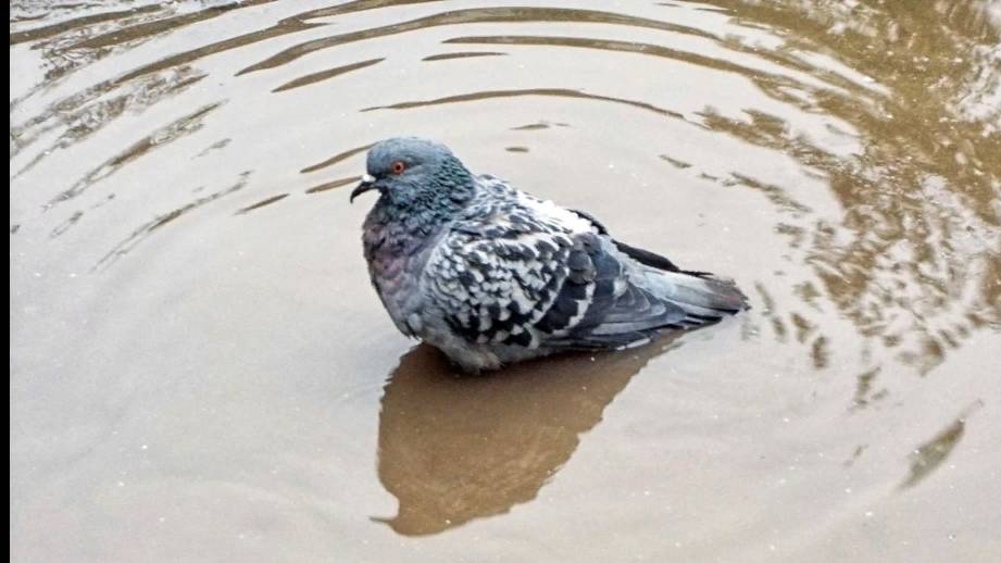 Банный день смотреть онлайн