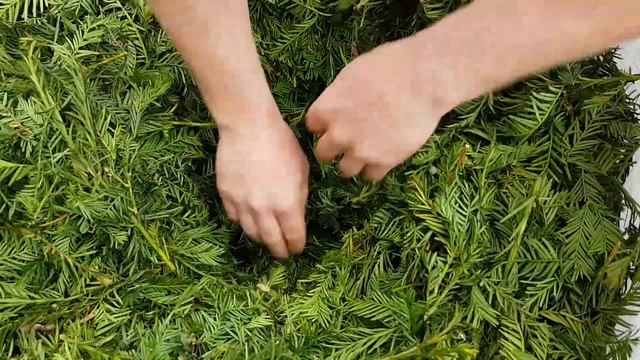 Kuil maken in taxus смотреть онлайн