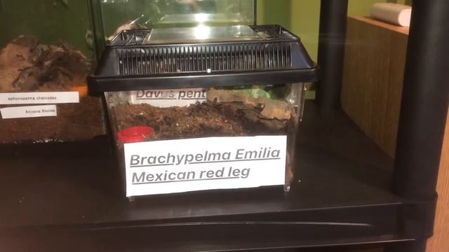 My Tarantula collection!! #tarantulas #tarantulacollection #spiders смотреть онлайн