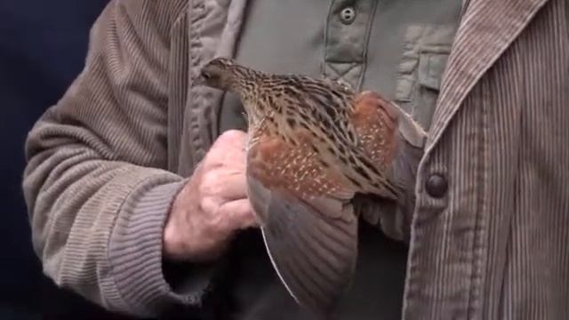 Corncrake in the hand смотреть онлайн