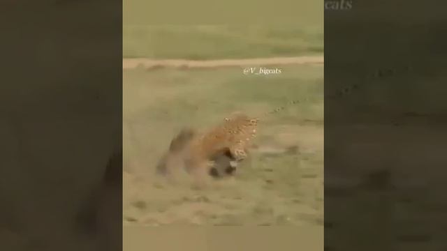 leopard hunting - Охота леопарда / животный мир - animal world #short #shortvideo #video #shorts смотреть онлайн