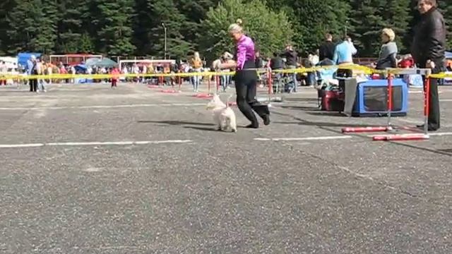 Минск, CACIB 10/09/2011 - JOYFUL EVEN'S BORN TO WIN смотреть онлайн