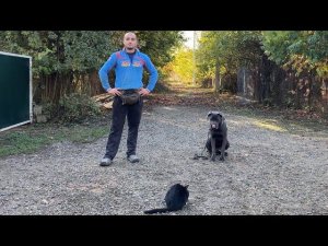 Кане-корсо Грей - Отработка команды ко мне