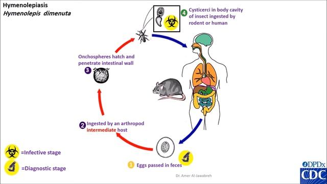 Hymenolepis diminuta life cycle смотреть онлайн