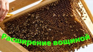 Вощина: как увеличить продуктивность улья? Эксклюзив от профессора Кашковского