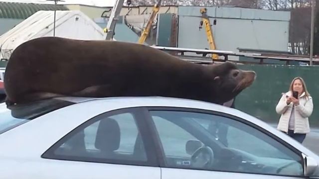 Sea Lion in the streets смотреть онлайн