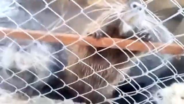 Молодые нутрии смотреть онлайн
