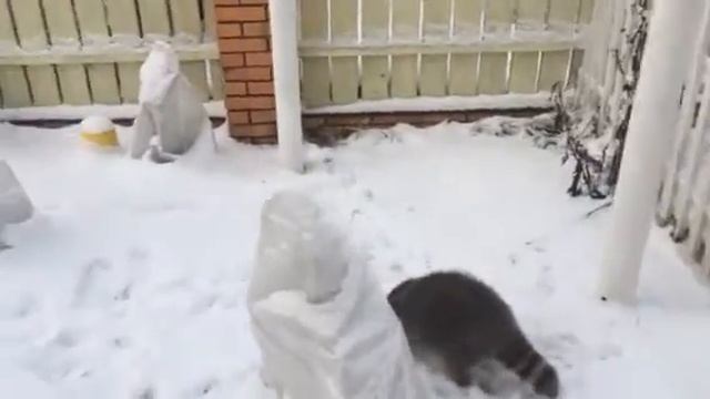 Енот и снег смотреть онлайн