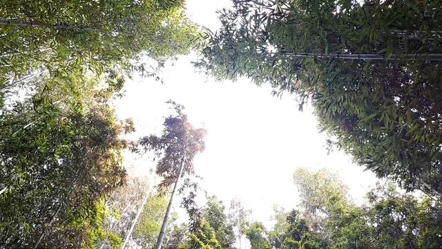 Vlog Corée #8 - Damyang : promenade au cœur des bambous смотреть онлайн