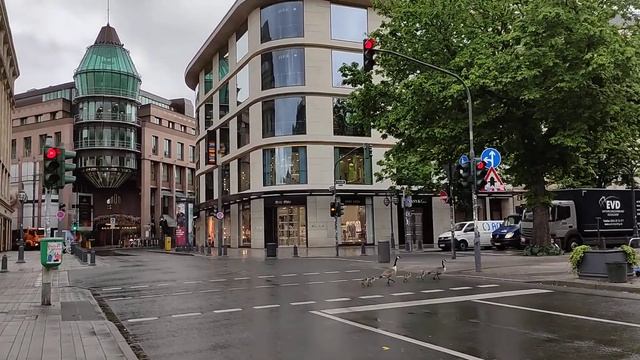 городские гуси переходят дорогу Gänse in Düsseldorf смотреть онлайн